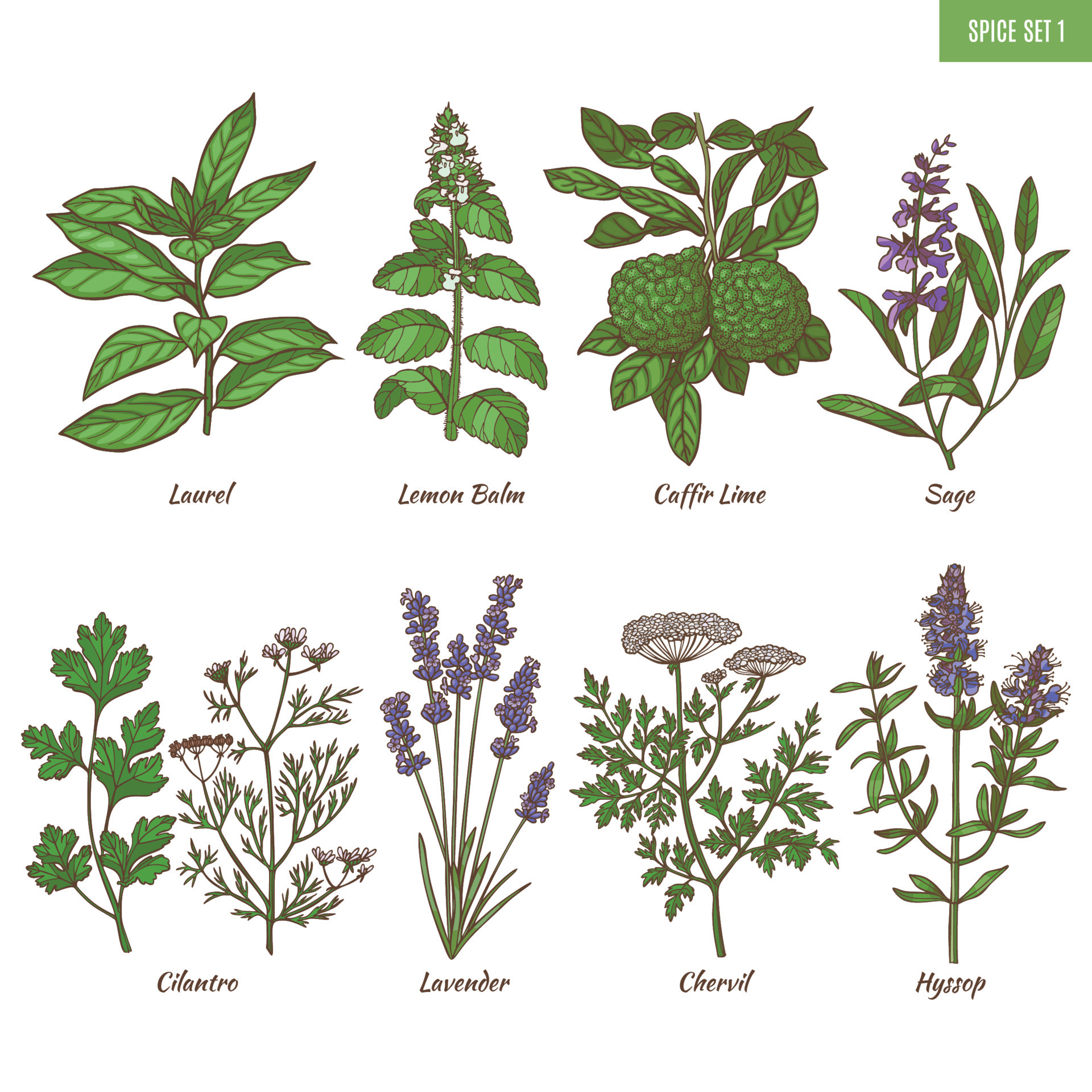 Set of Spice Herbs. Plants in Hand Drawn Style for Surface Design