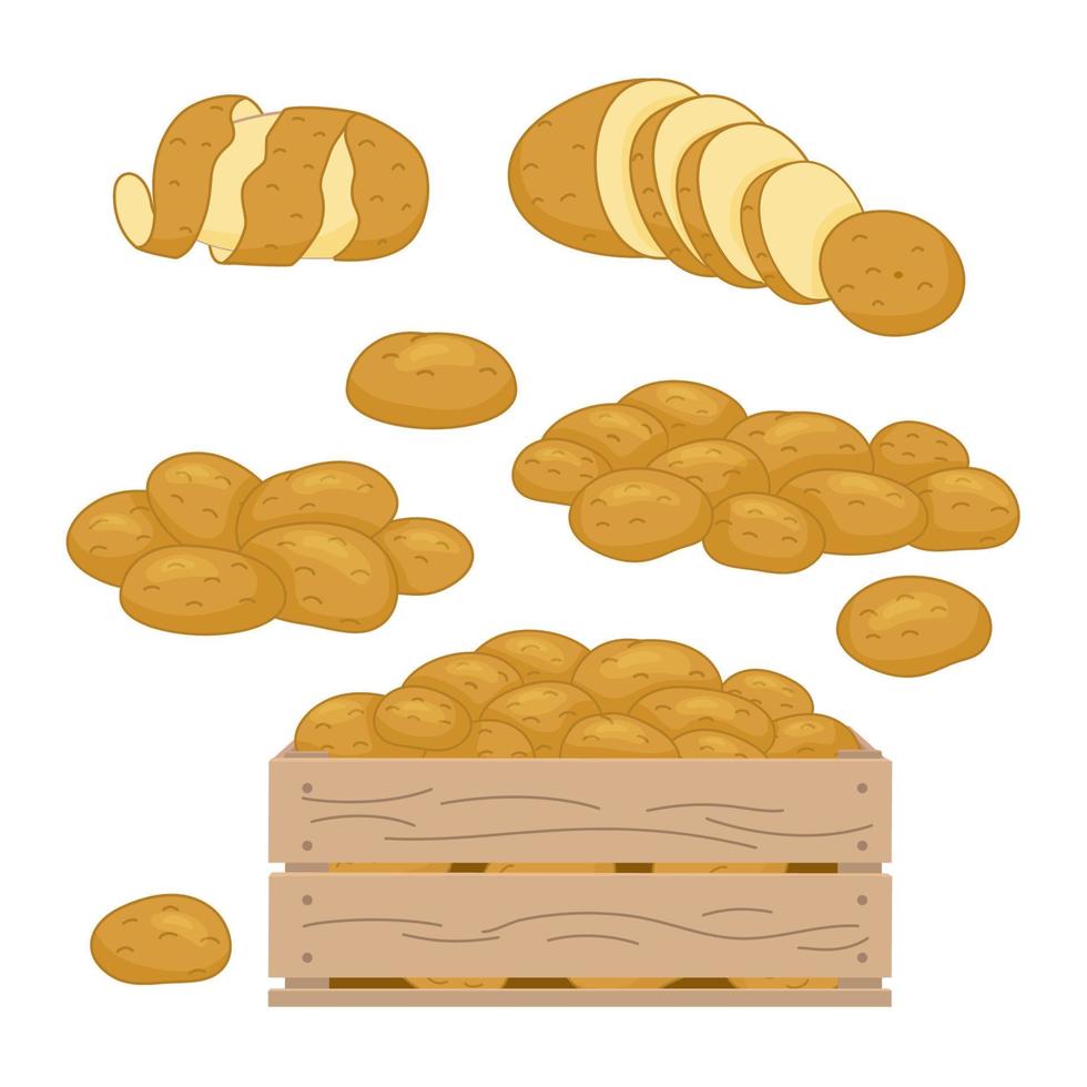 ilustración vectorial del conjunto de productos de patata. papas fritas, panqueques, papas fritas, papas enteras en un estilo realista de dibujos animados. iconos de verduras de cosecha. vector