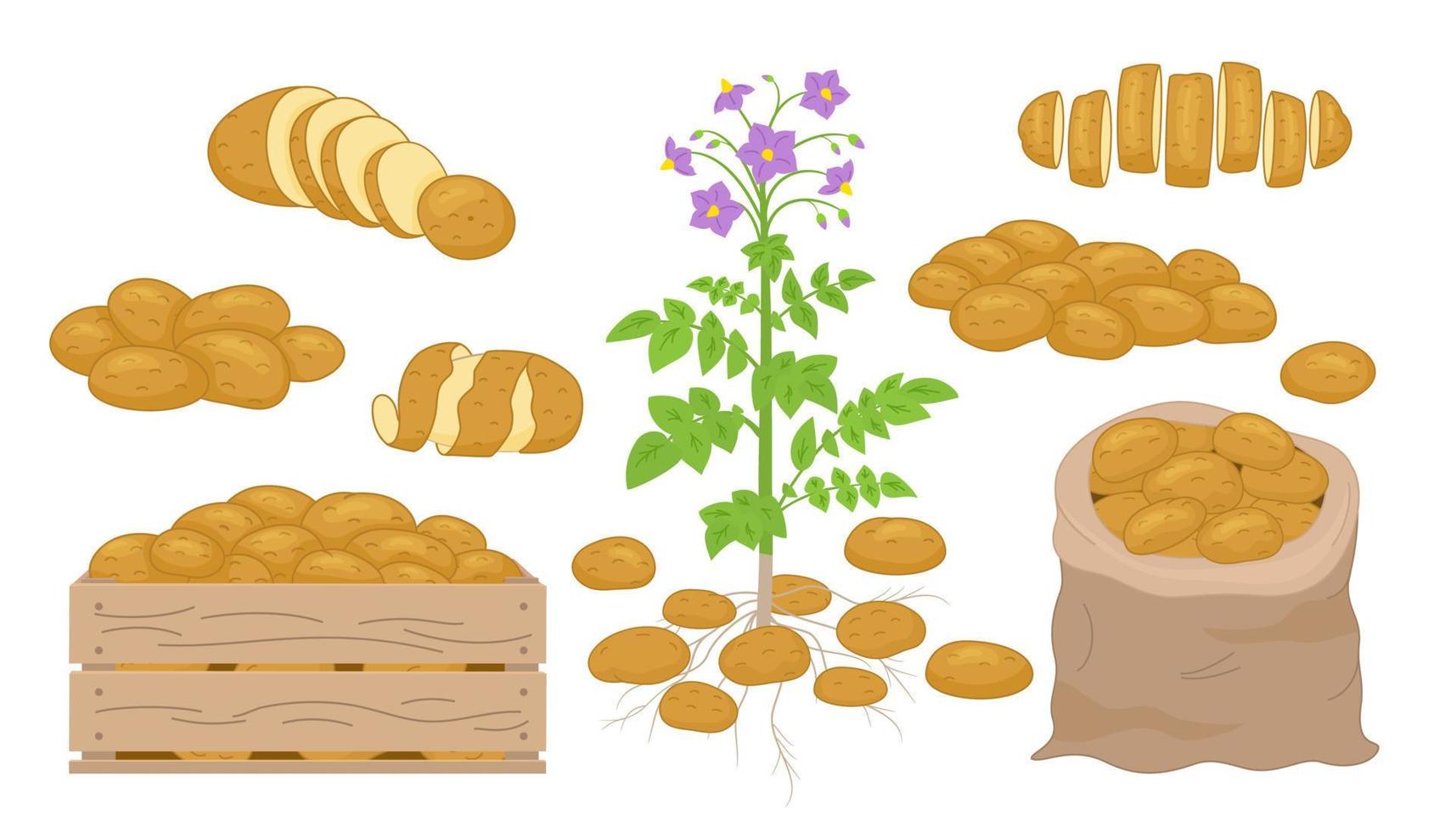 Vector illustration of Potato products set. Chips, pancakes, french fries, whole root potatoes in cartoon realistic style. Harvest vegetables icons.