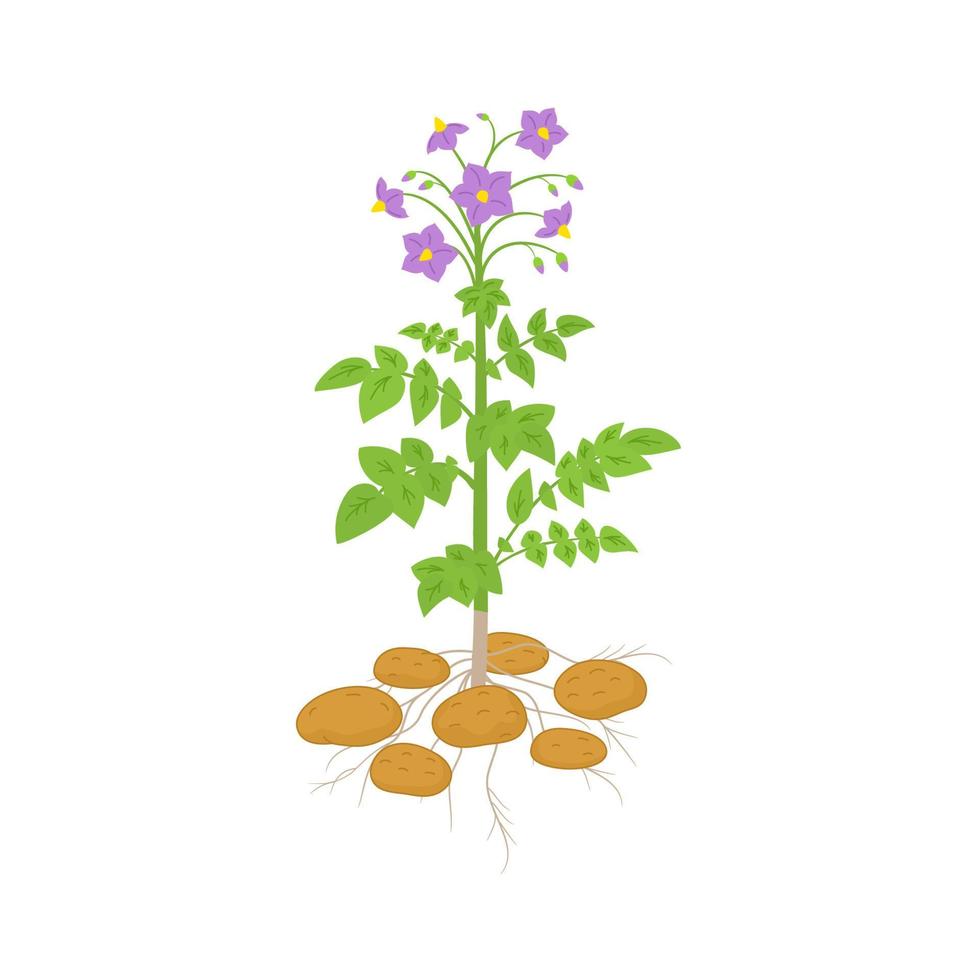 Potato plant with leaves tubers. Agricultural infographic inflorescence and leaf. Organic vegetable leaves on ground. Agricultural farming food vector illustration.