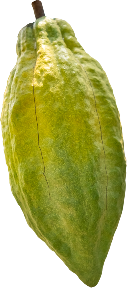 isolated cacao fruit png