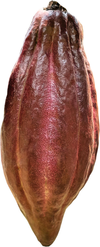 isolerat kakao frukt png