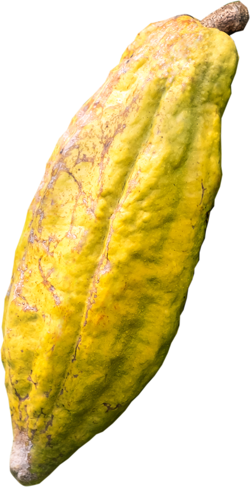 isolated cacao fruit png