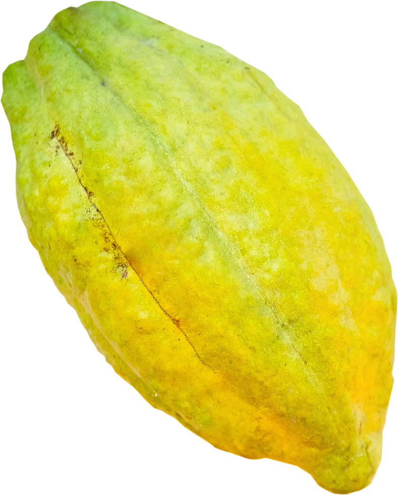 fruto de cacao aislado png