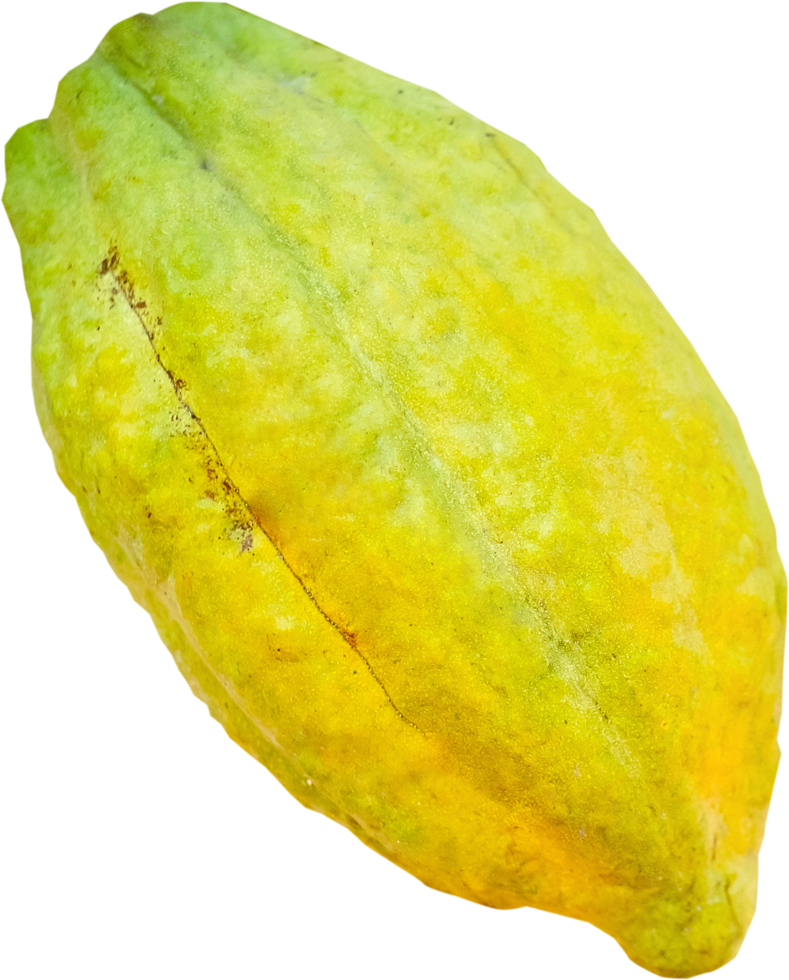 isolated cacao fruit png