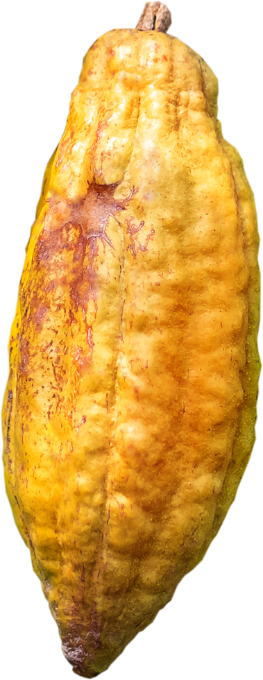 isolated cacao fruit png