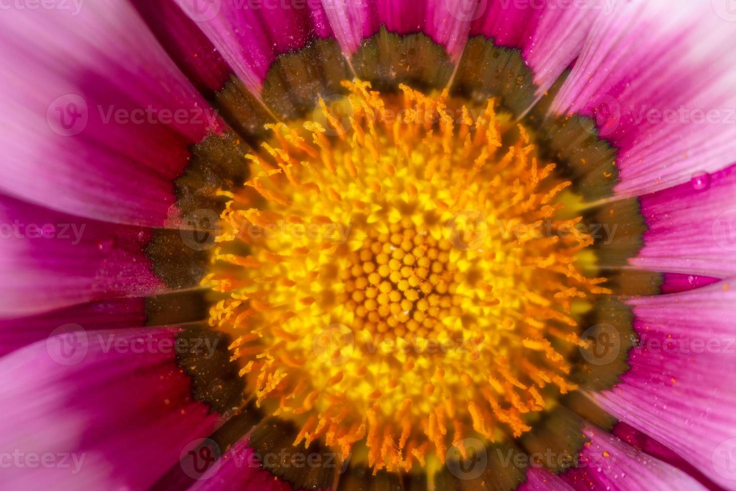 Macro big purple flower. Flower card photo