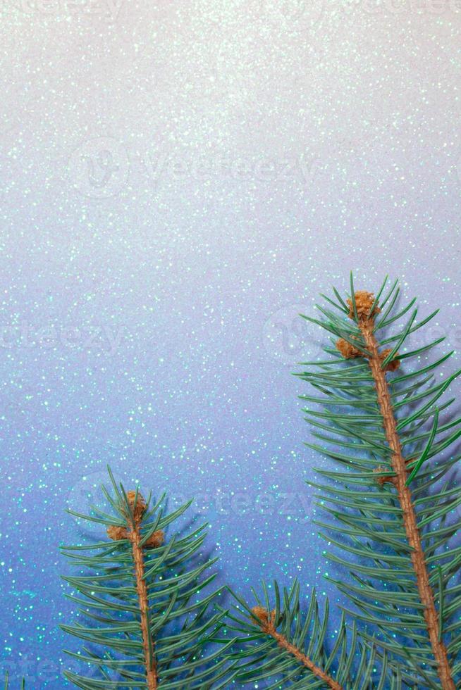 branch of blue spruce on shiny background. Copy space photo