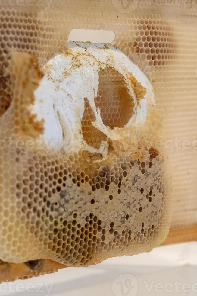 The beekeeper holds a frame with honey, and bees. Close up of beekeeping in glass box photo