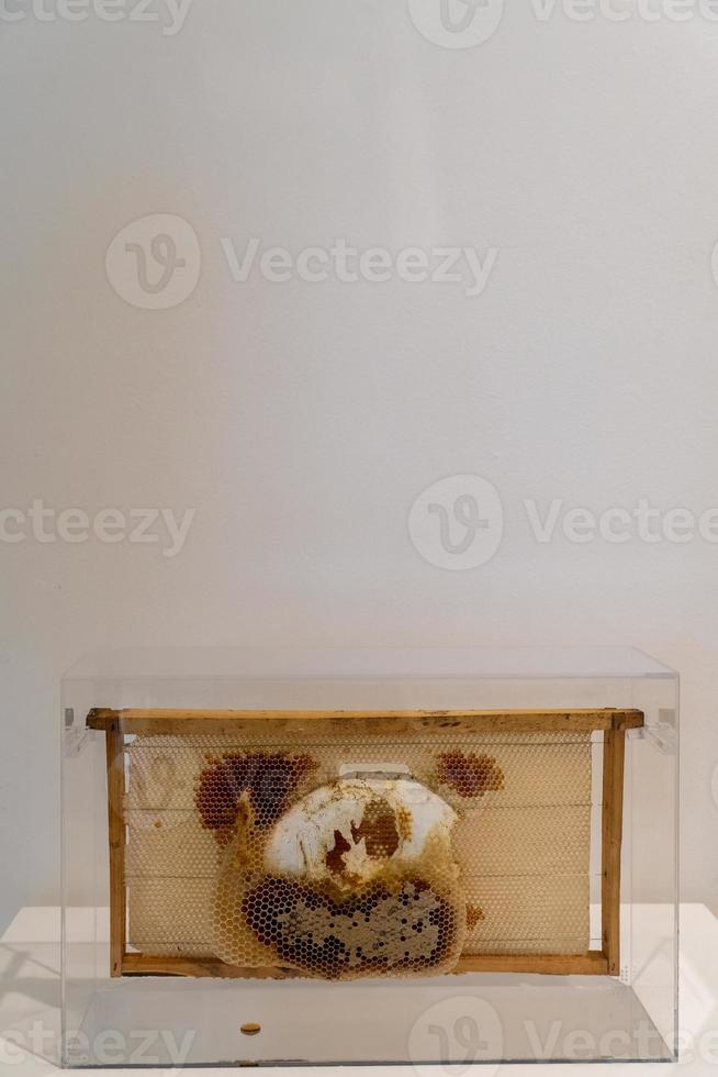 The beekeeper holds a frame with honey, and bees. Close up of beekeeping in glass box photo