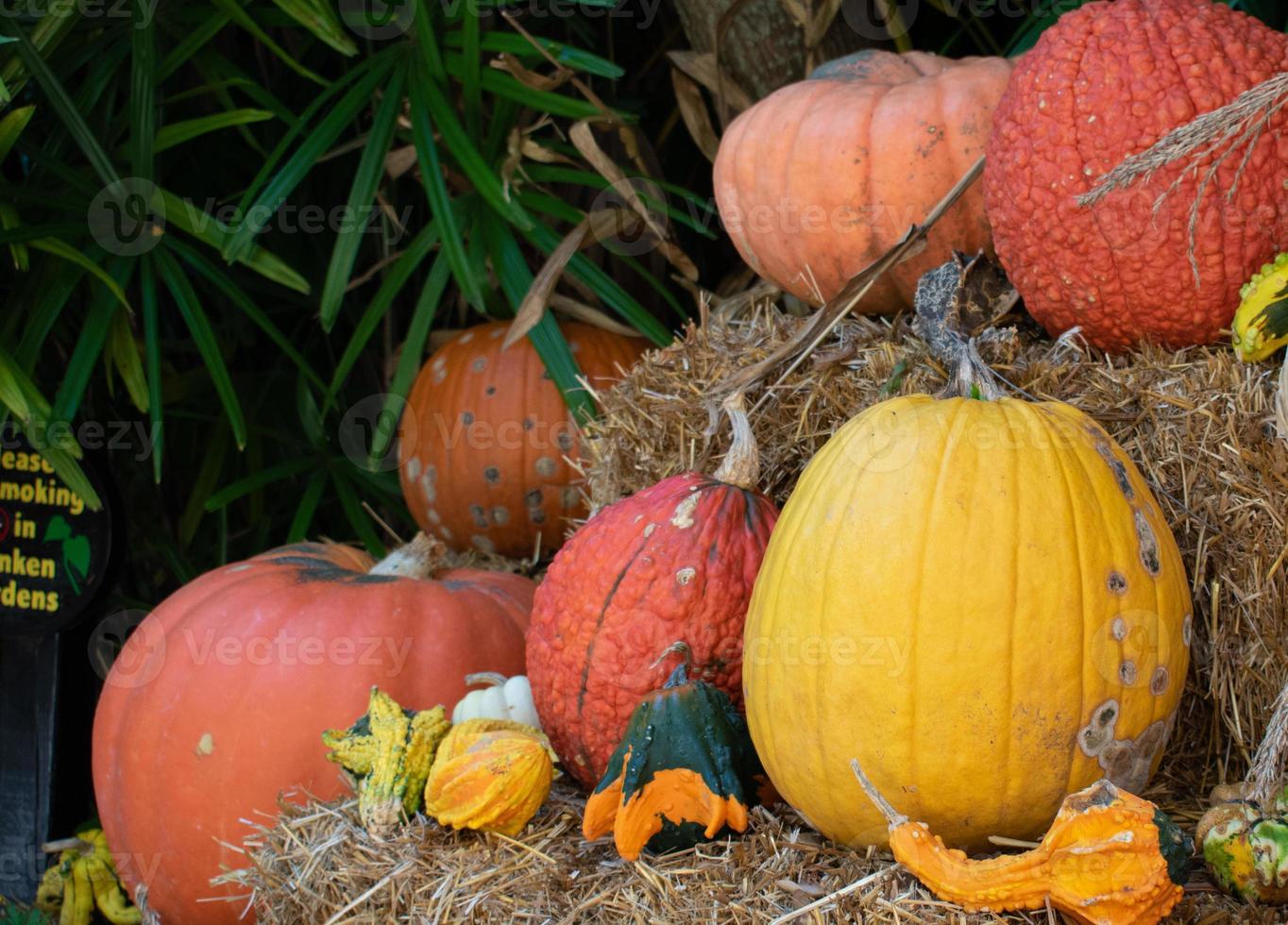 Orange, Yellow and Green Pumpkin And Squash Harvest photo