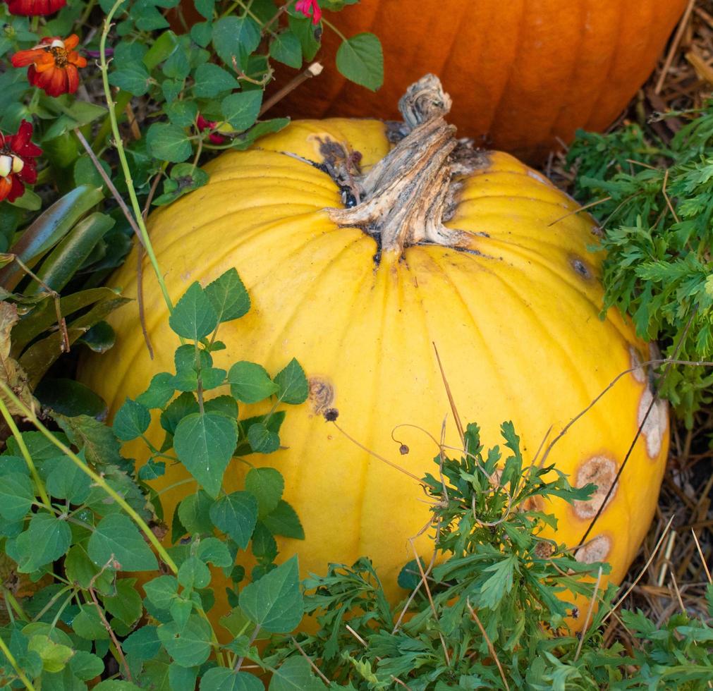 Yellow Pumpkin Fall Harvest photo