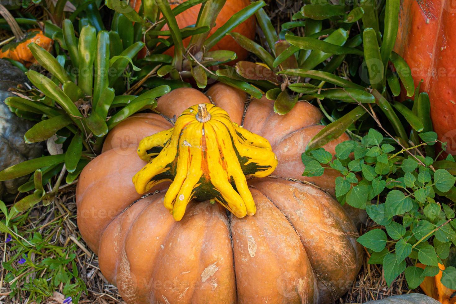 Orange and Yellow Pumpkins and Squash for Fall photo