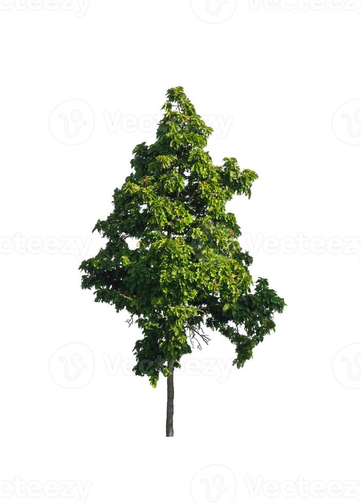 Trees that are isolated on a white background are suitable for both printing and web pages photo