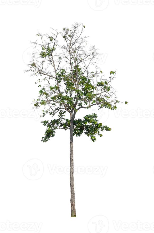 Trees that are isolated on a white background are suitable for both printing and web pages photo