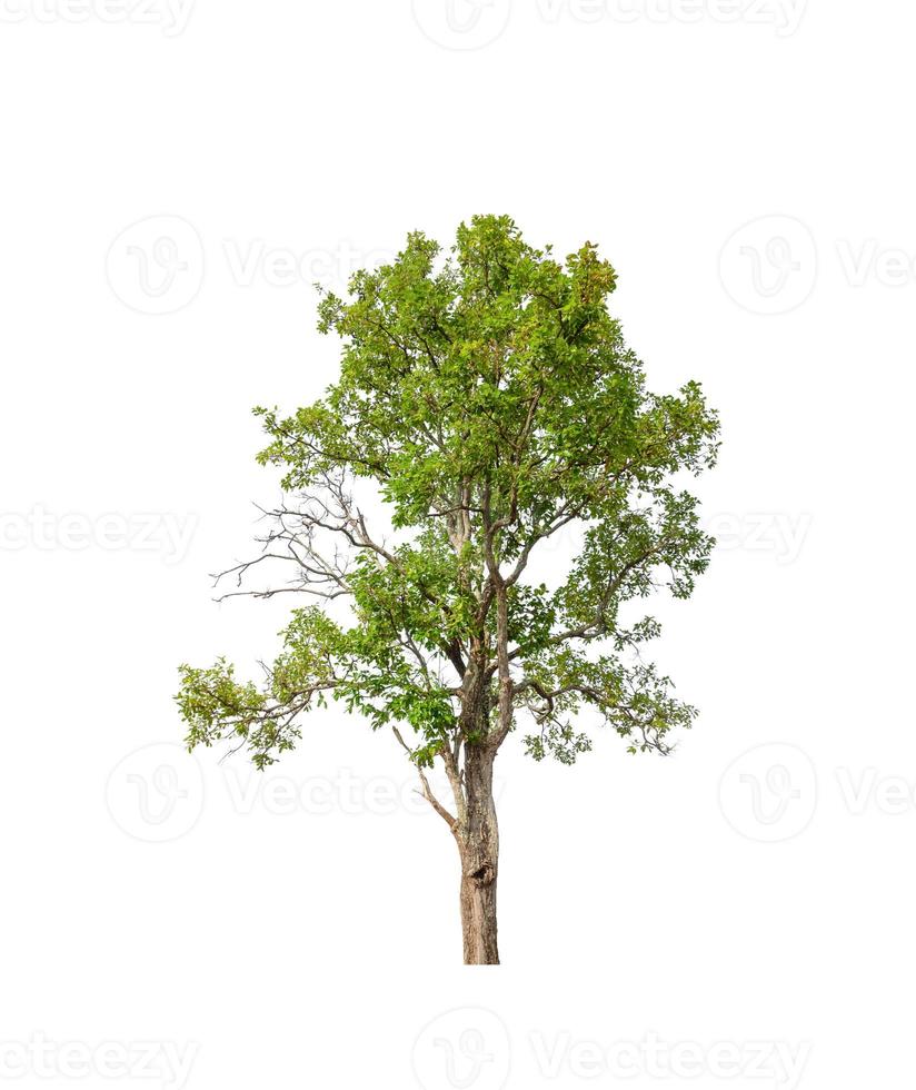 Trees that are isolated on a white background are suitable for both printing and web pages photo
