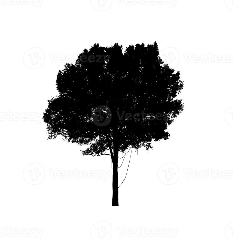 Isolated tree silhouette for brush on white background photo