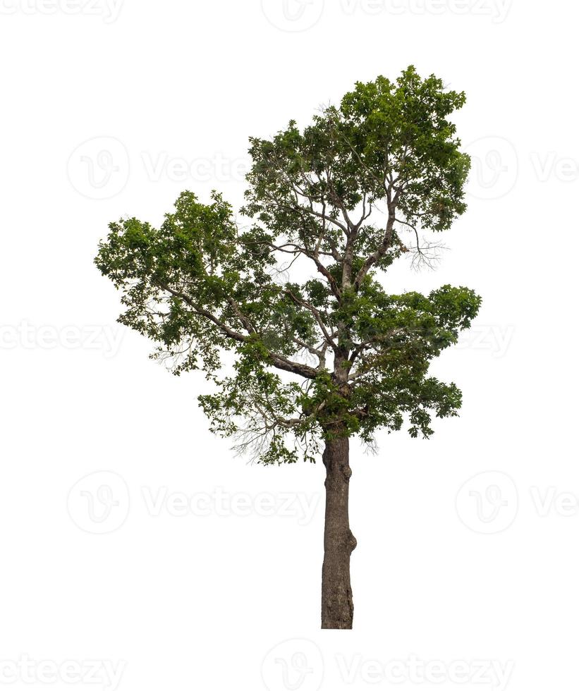 tree isolated on white background with clipping path and alpha channel photo