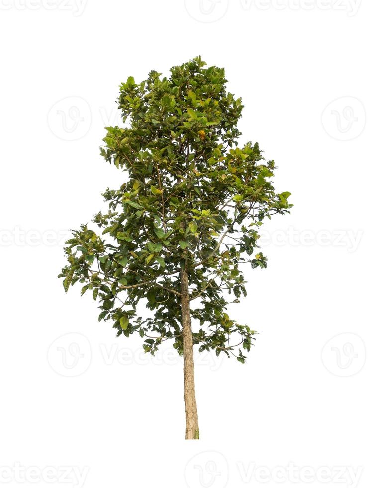 Trees that are isolated on a white background are suitable for both printing and web pages photo