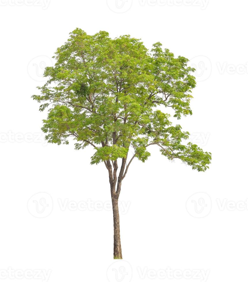 Trees that are isolated on a white background are suitable for both printing and web pages photo