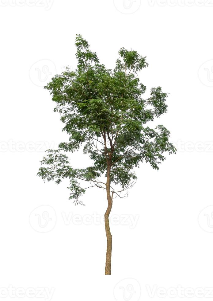 Tree that are isolated on a white background are suitable for both printing and web pages photo