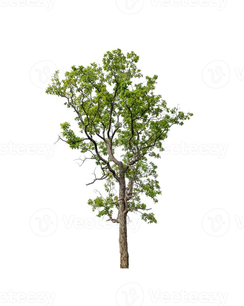 Tree that are isolated on a white background are suitable for both printing and web pages photo