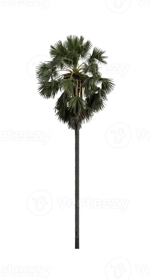 sugar palm that are isolated on a white background are suitable for both printing and web pages photo