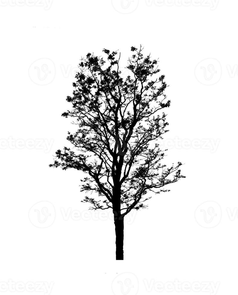 Isolated tree silhouette for brush on white background photo