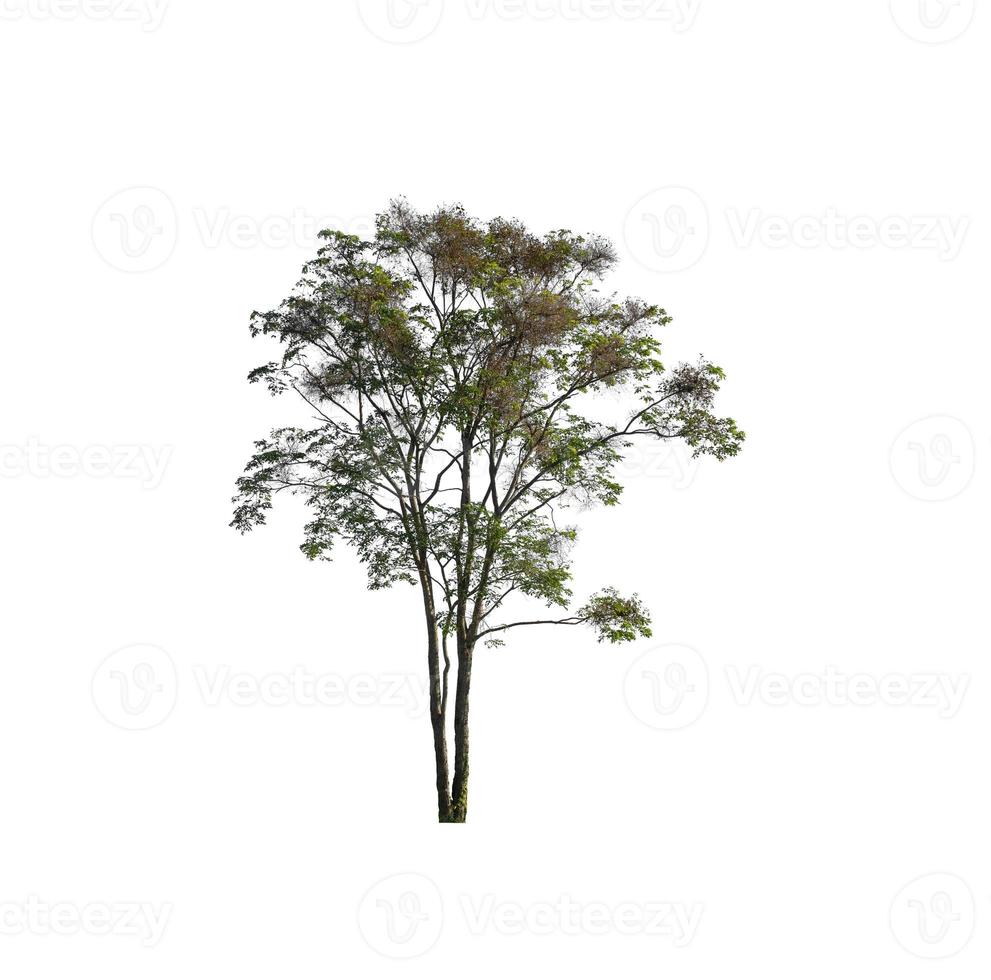 Trees that are isolated on a white background are suitable for both printing and web pages photo