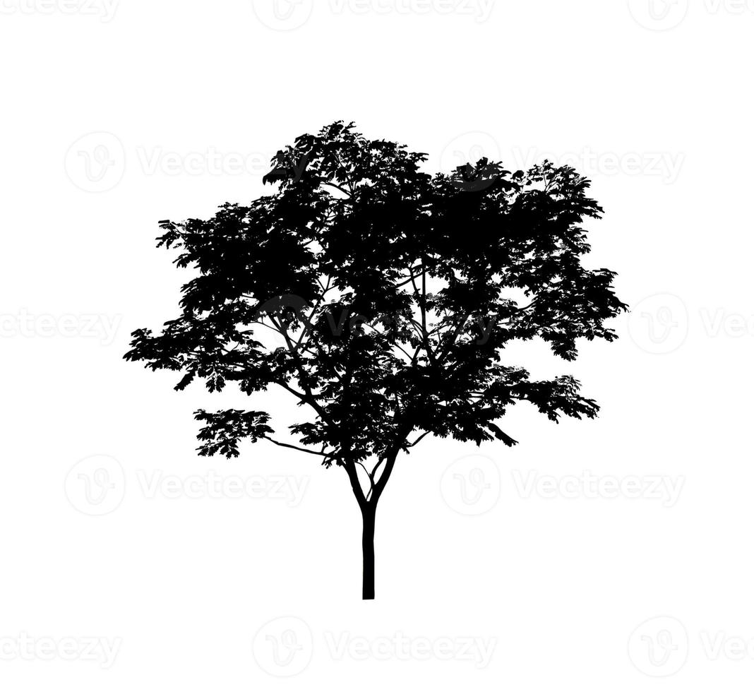 Isolated tree silhouette for brush on white background photo