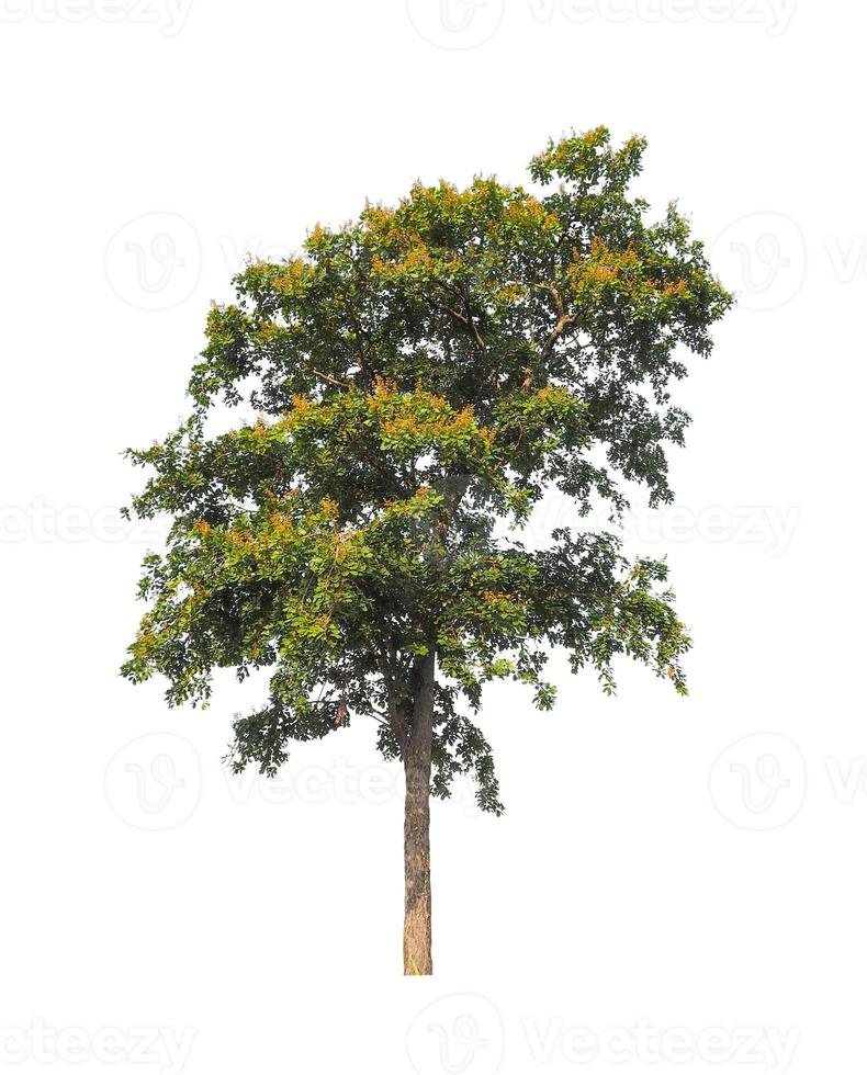 Trees that are isolated on a white background are suitable for both printing and web pages photo
