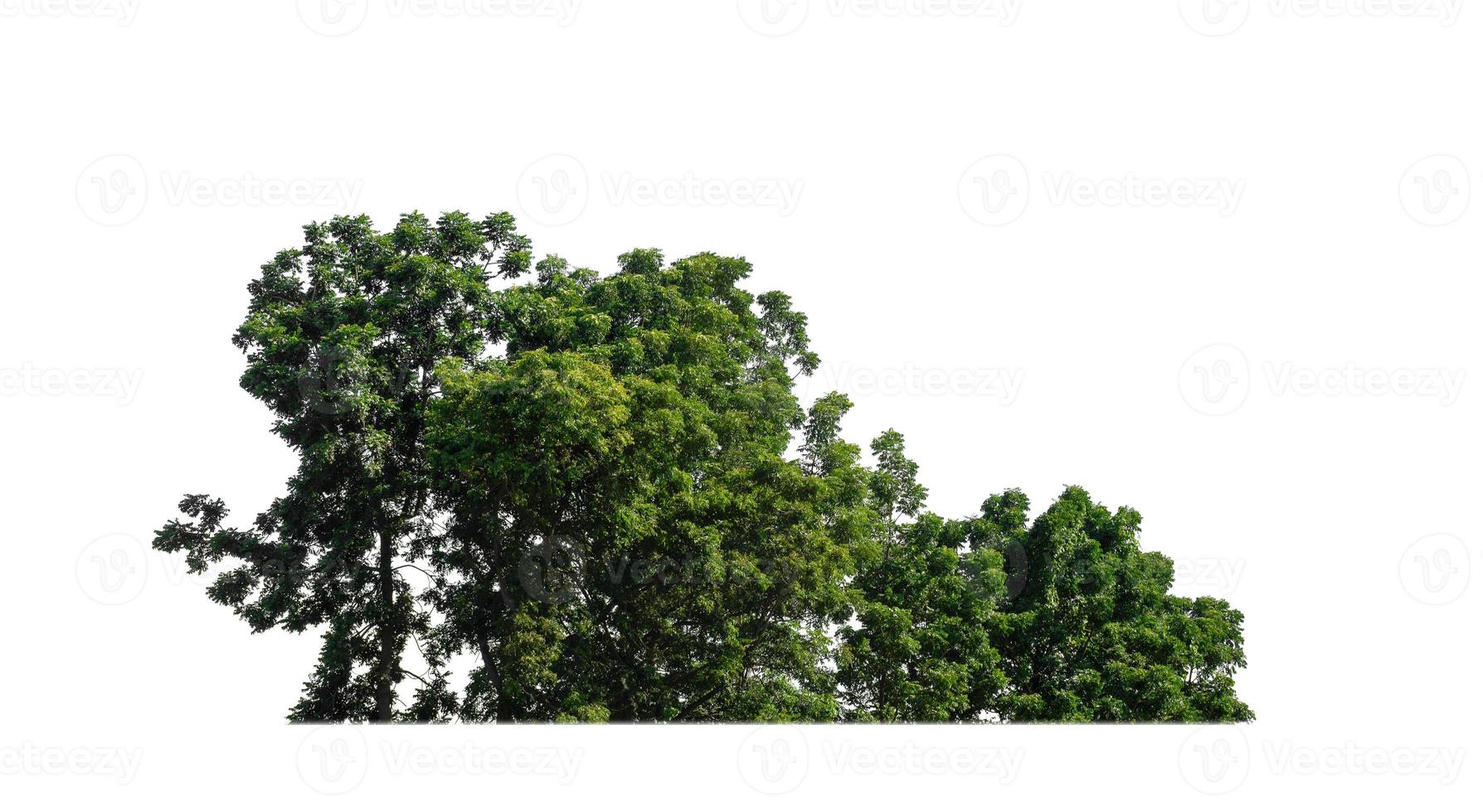 Forest and foliage in summer for both printing and web pages isolated on white background photo
