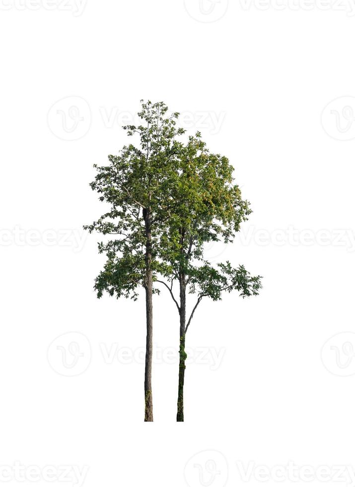 Trees that are isolated on a white background are suitable for both printing and web pages photo