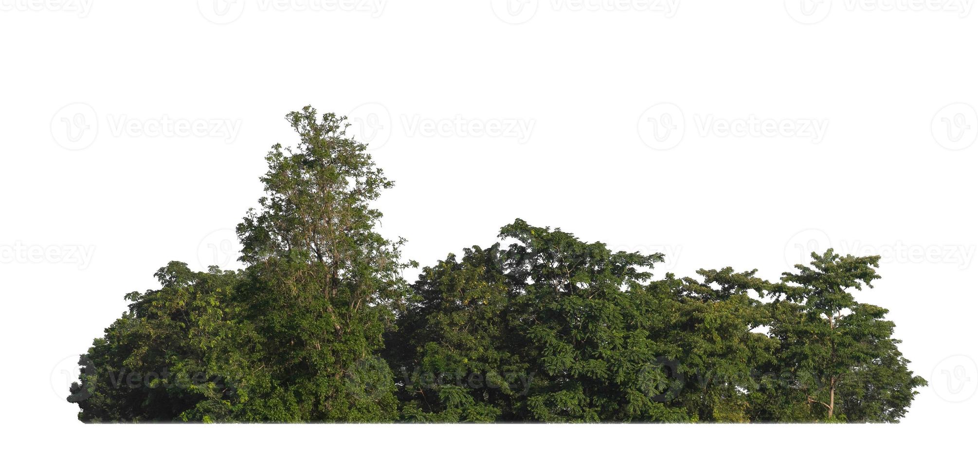 Forest and foliage in summer for both printing and web pages isolated on white background photo