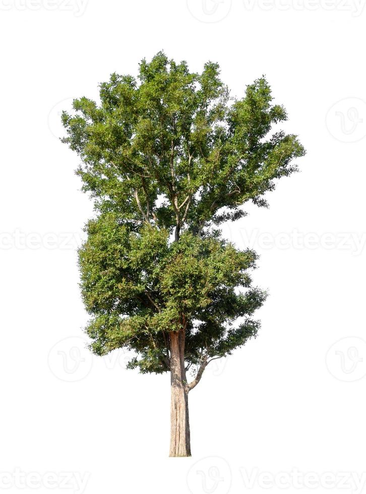 Trees that are isolated on a white background are suitable for both printing and web pages photo