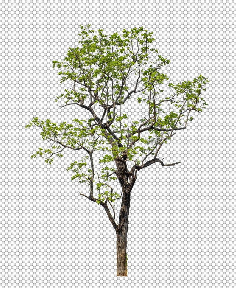 Tree on transparent picture background with clipping path, single tree with clipping path and alpha channel photo