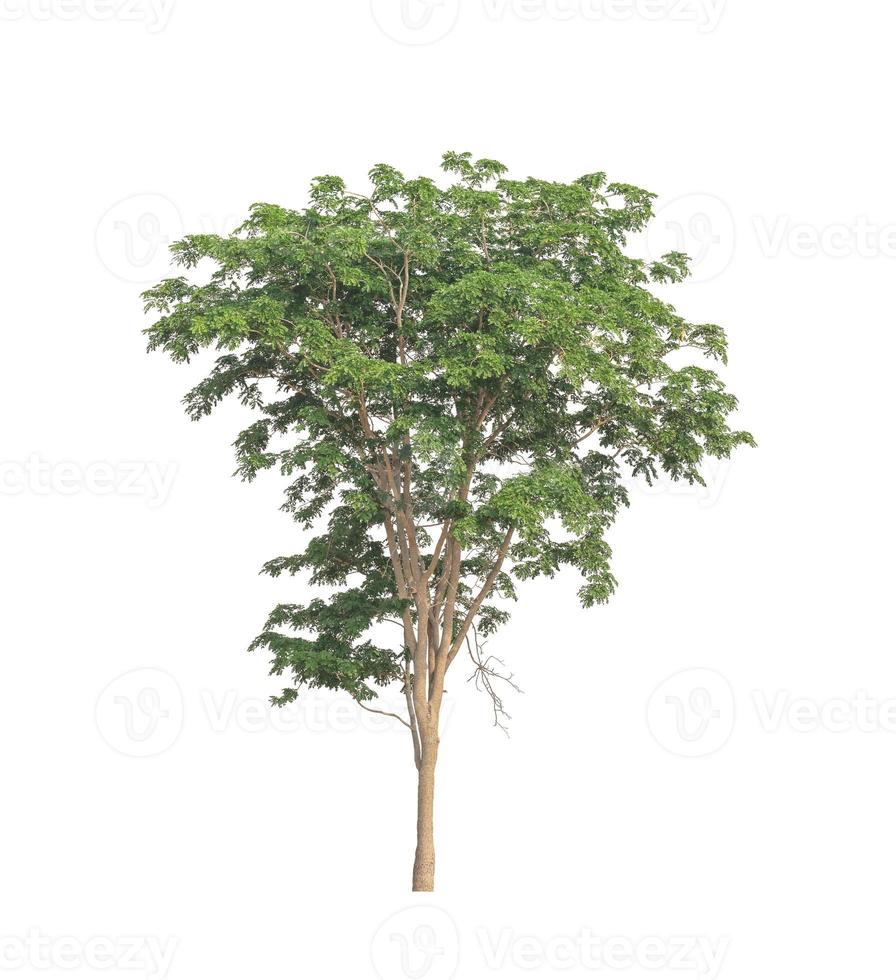 Tree that are isolated on a white background are suitable for both printing and web pages photo