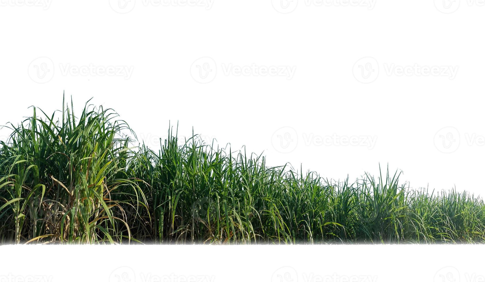 Sugar cane isolated on white background and cliping path photo