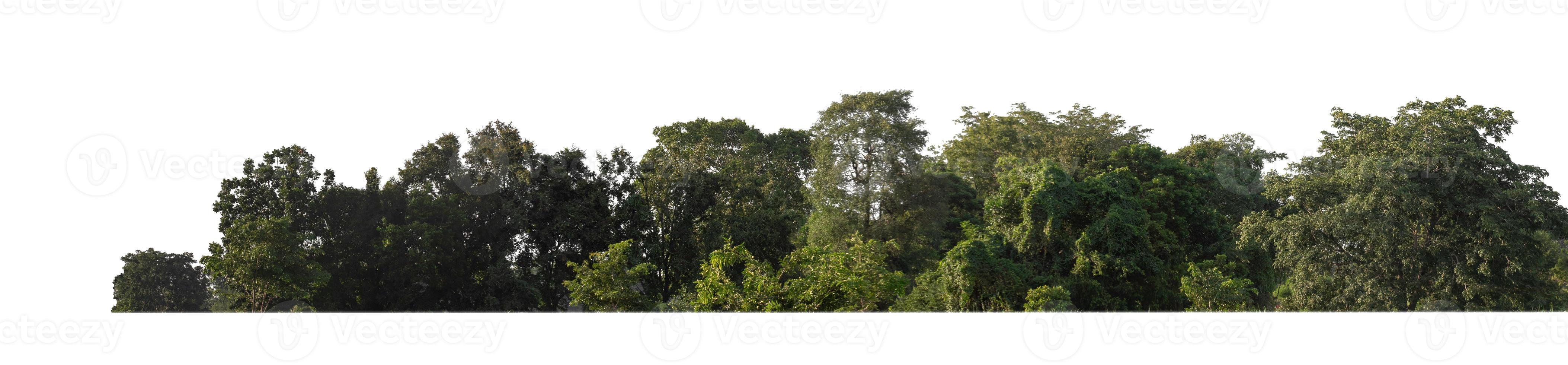 bosque y follaje en verano aislado sobre fondo blanco foto