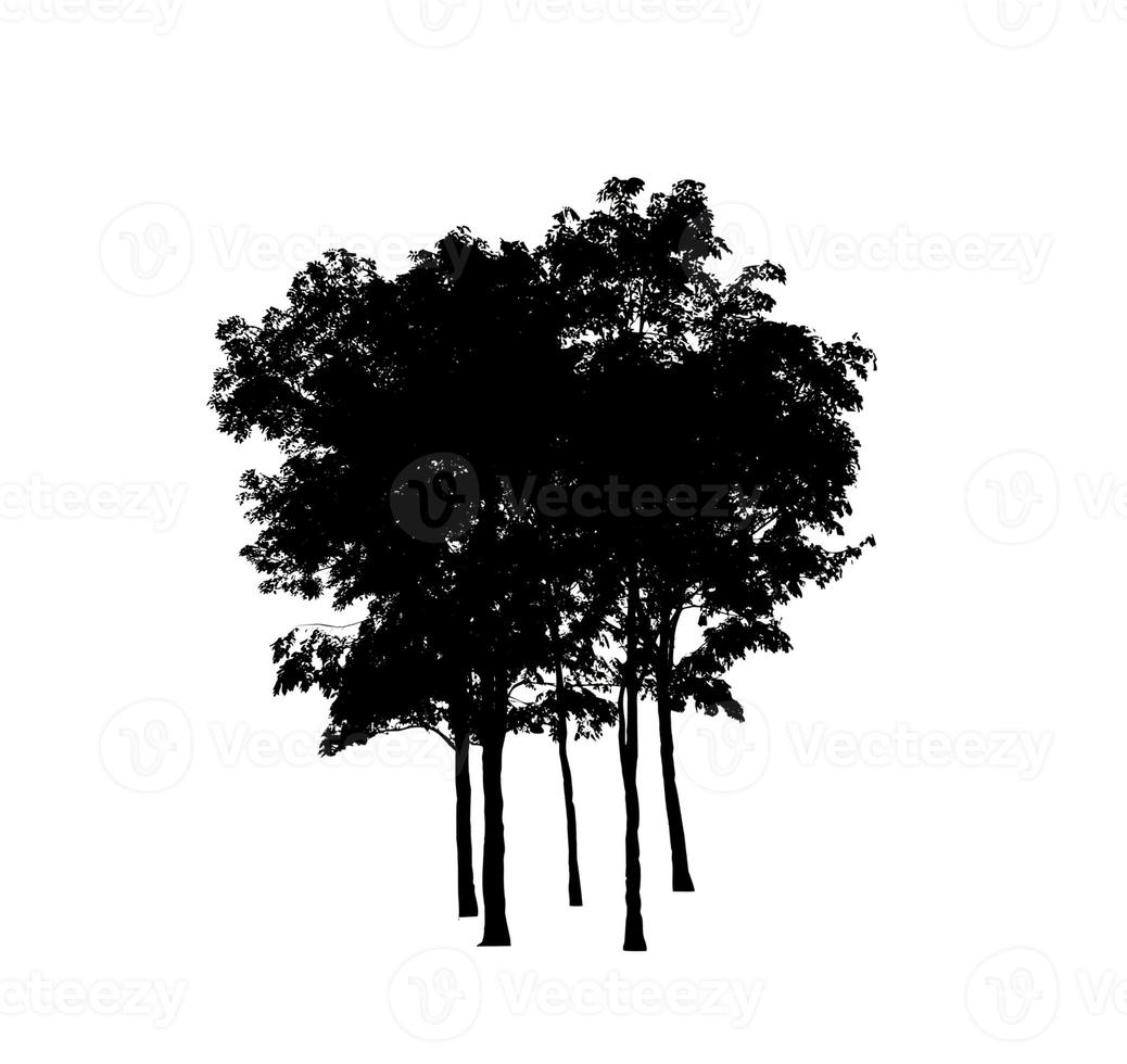 Isolated tree silhouette for brush on white background photo