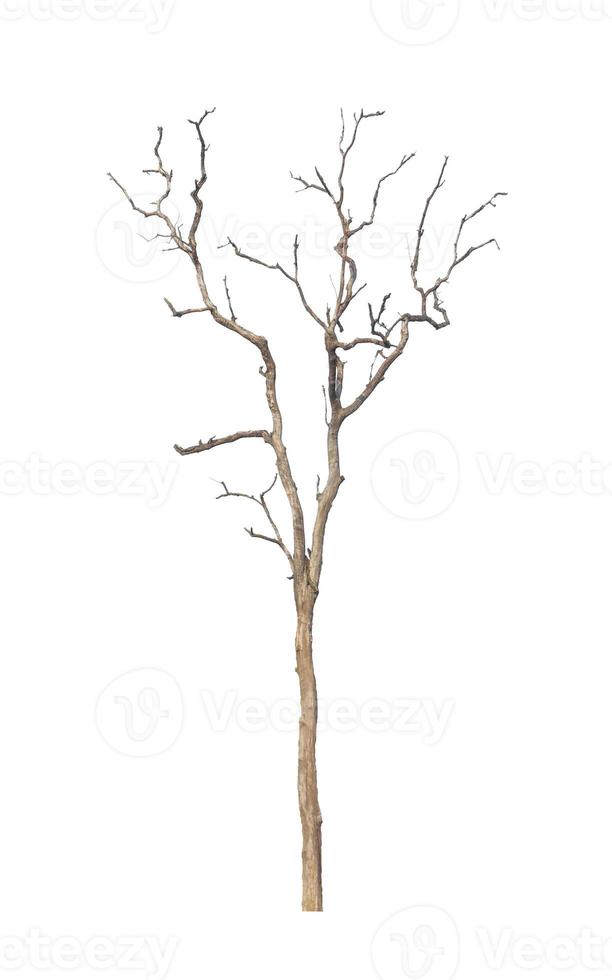 dead tree that are isolated on a white background are suitable for both printing and web pages photo