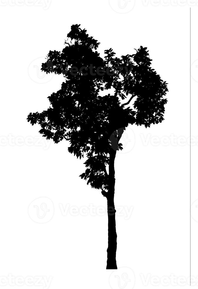 Tree silhouette for brush on white background photo