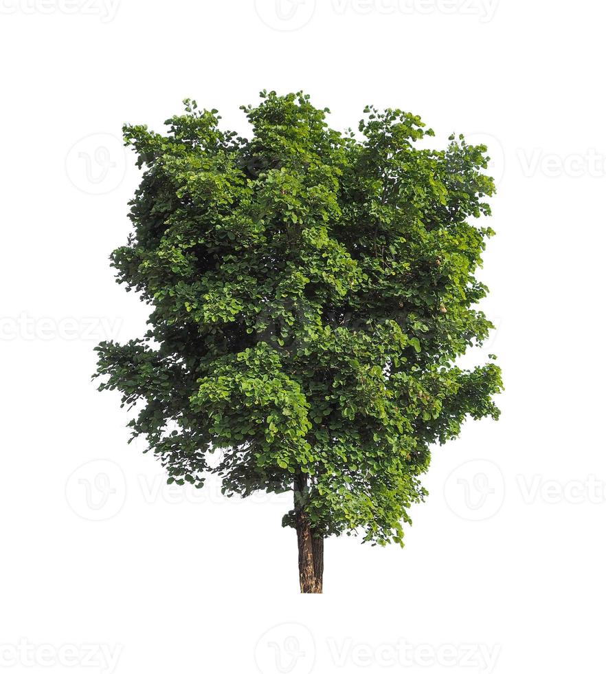Trees that are isolated on a white background are suitable for both printing and web pages photo