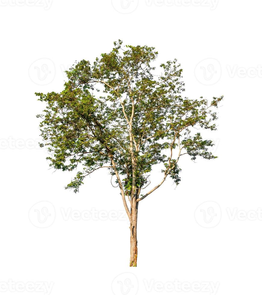 Trees that are isolated on a white background are suitable for both printing and web pages photo