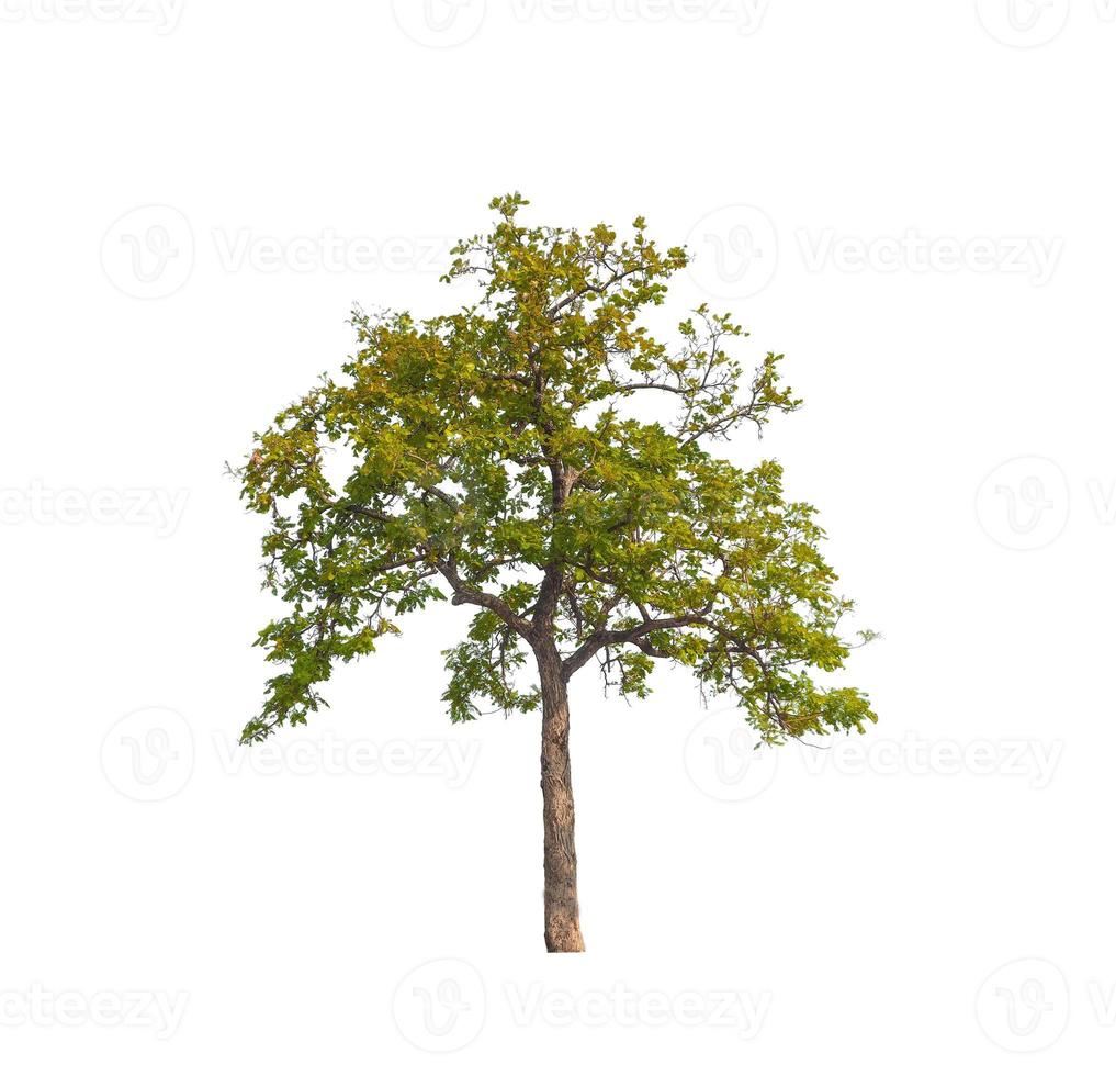 Tree that are isolated on a white background are suitable for both printing and web pages photo