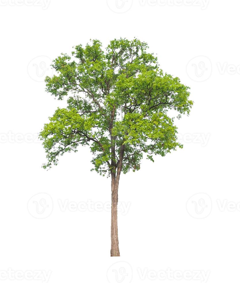 Trees that are isolated on a white background are suitable for both printing and web pages photo