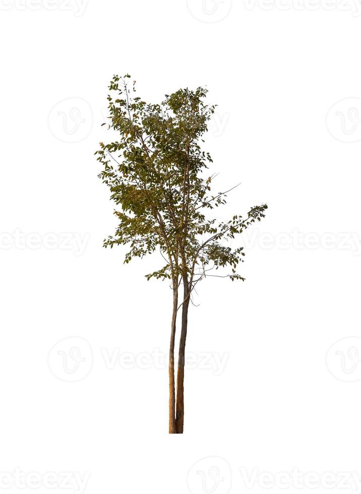 Trees that are isolated on a white background are suitable for both printing and web pages photo
