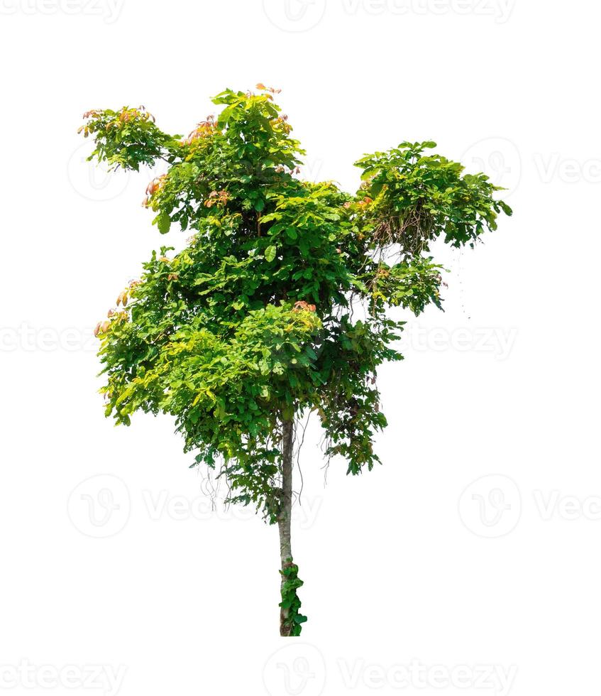 Tree that are isolated on a white background are suitable for both printing and web pages photo