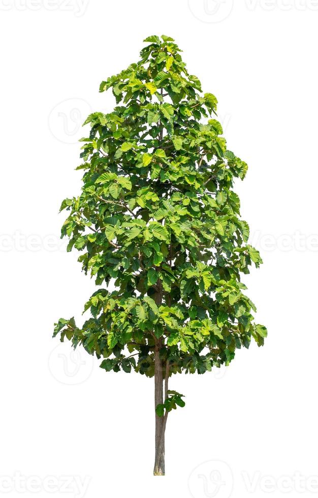 Tree that are isolated on a white background are suitable for both printing and web pages photo