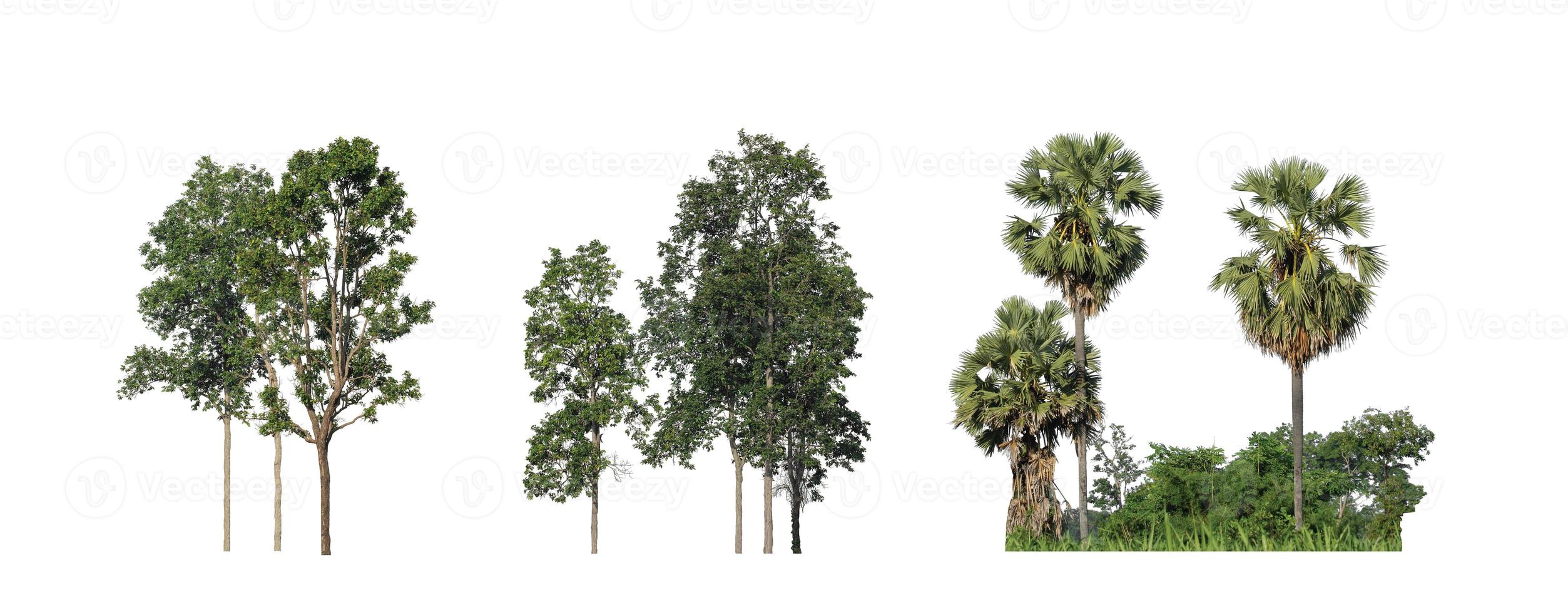 The collection of trees, Set of Isolated trees on white background photo